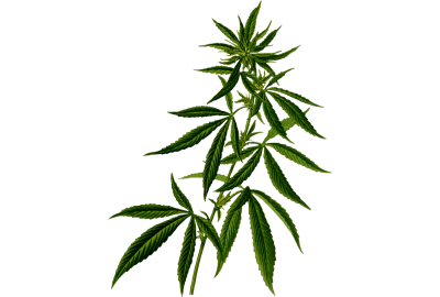 court-rules-marijuana-workers-covered-by-flsa