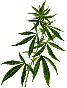 court-rules-marijuana-workers-covered-by-flsa